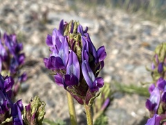 Oxytropis pseudoglandulosa