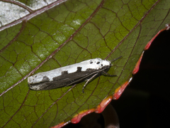 Ethmia bipunctella