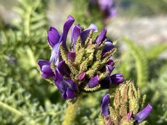 Oxytropis pseudoglandulosa
