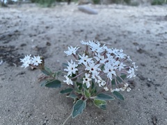 Tripterocalyx carneus