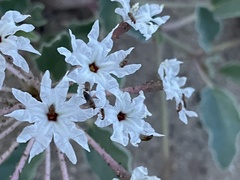 Tripterocalyx carneus