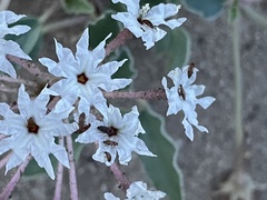 Tripterocalyx carneus