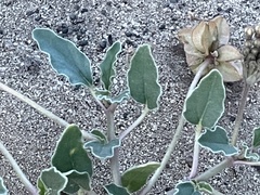 Tripterocalyx carneus