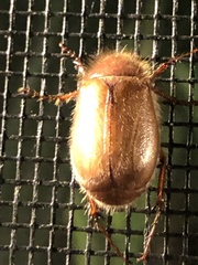 Phyllophaga tristis