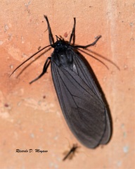 Opharus procroides