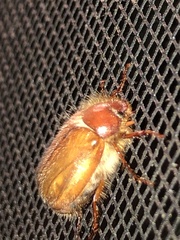 Phyllophaga tristis