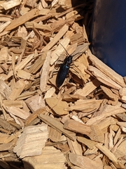 Semanotus amethystinus