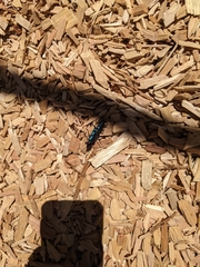 Semanotus amethystinus