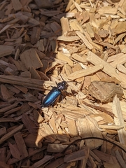 Semanotus amethystinus