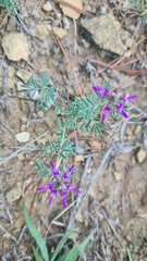 Dalea pogonathera