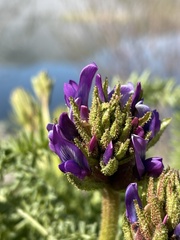 Oxytropis pseudoglandulosa