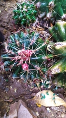 Hamatocactus
