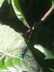 Micrathyria hypodidyma