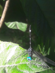 Micrathyria hypodidyma