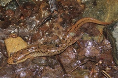 Desmognathus planiceps