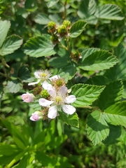 Rubus pascuus