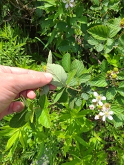 Rubus pascuus