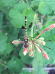Micrathyria hypodidyma