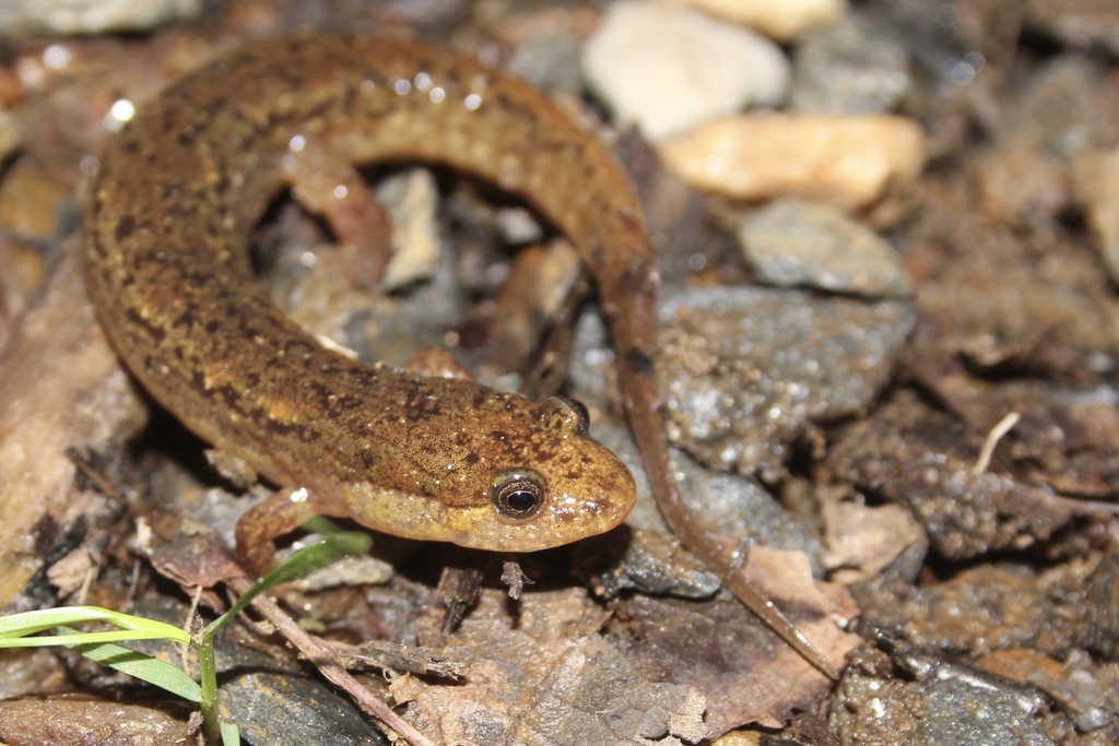 Flat-Headed Salamander