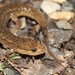 Flat-headed Salamander - Photo (c) Ty Smith, some rights reserved (CC BY-NC), uploaded by Ty Smith