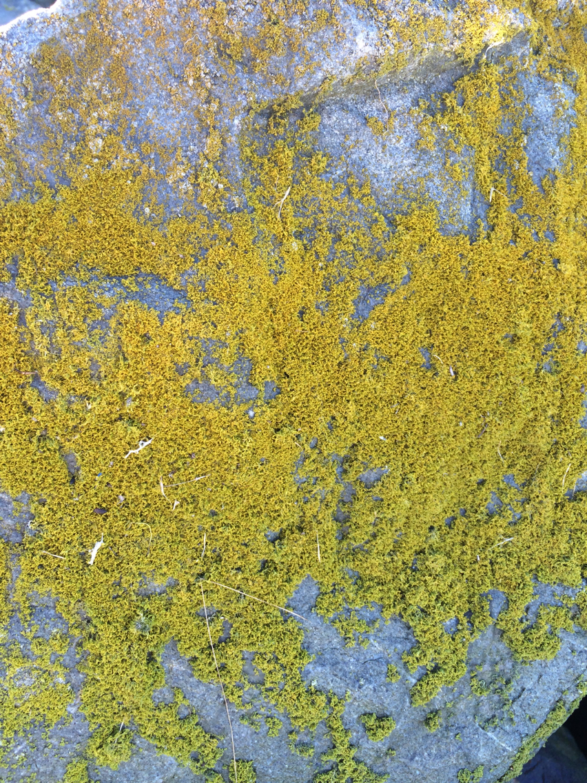 Teloschistaceae image