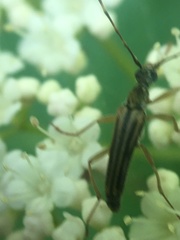 Analeptura