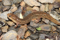 Desmognathus planiceps