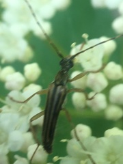 Analeptura