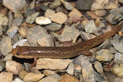 Desmognathus planiceps