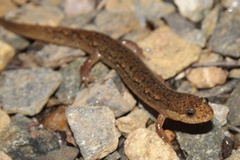 Desmognathus planiceps