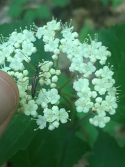 Analeptura