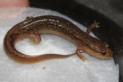 Desmognathus planiceps