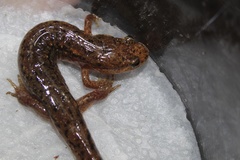 Desmognathus planiceps
