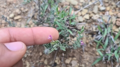 Hebecarpa macradenia