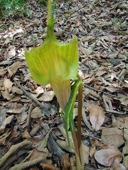 Arisaema macrospathum