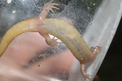 Desmognathus planiceps