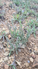 Hebecarpa macradenia