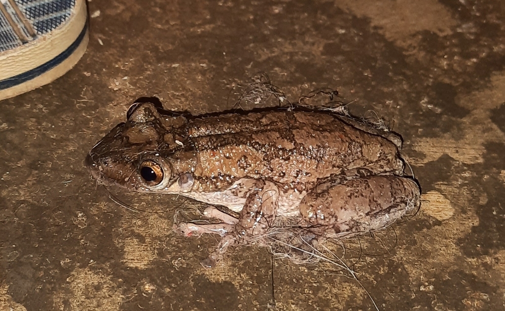 Greening's Frog