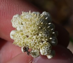 Antennaria luzuloides