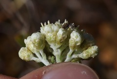 Antennaria luzuloides