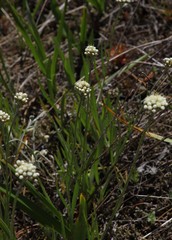 Antennaria luzuloides