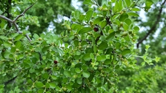 Condalia hookeri