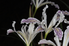 Iris tenuissima
