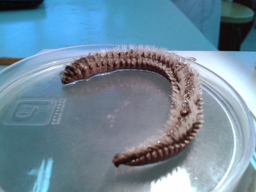 Amphinomidae