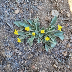 Viola purpurea aurea