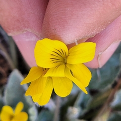 Viola purpurea aurea