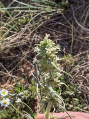 Ipomopsis spicata spicata