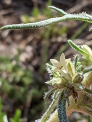 Ipomopsis spicata spicata