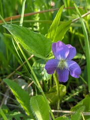 Viola novae-angliae