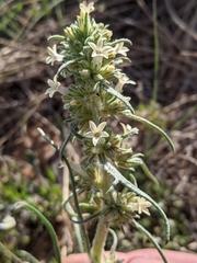 Ipomopsis spicata spicata